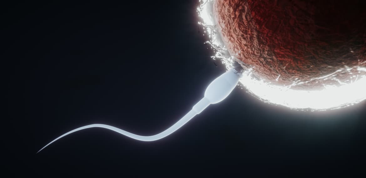 ¿Cómo se Determina la Calidad de los Embriones?